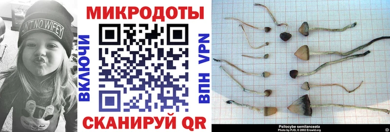 где купить наркотик  Спасск-Дальний  Галлюциногенные грибы Cubensis 